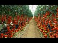Tamatar ki kheti |A to Z| टमाटर की खेती |Tomato Cultivation |How to grow tomato plants|Hi-tech kheti