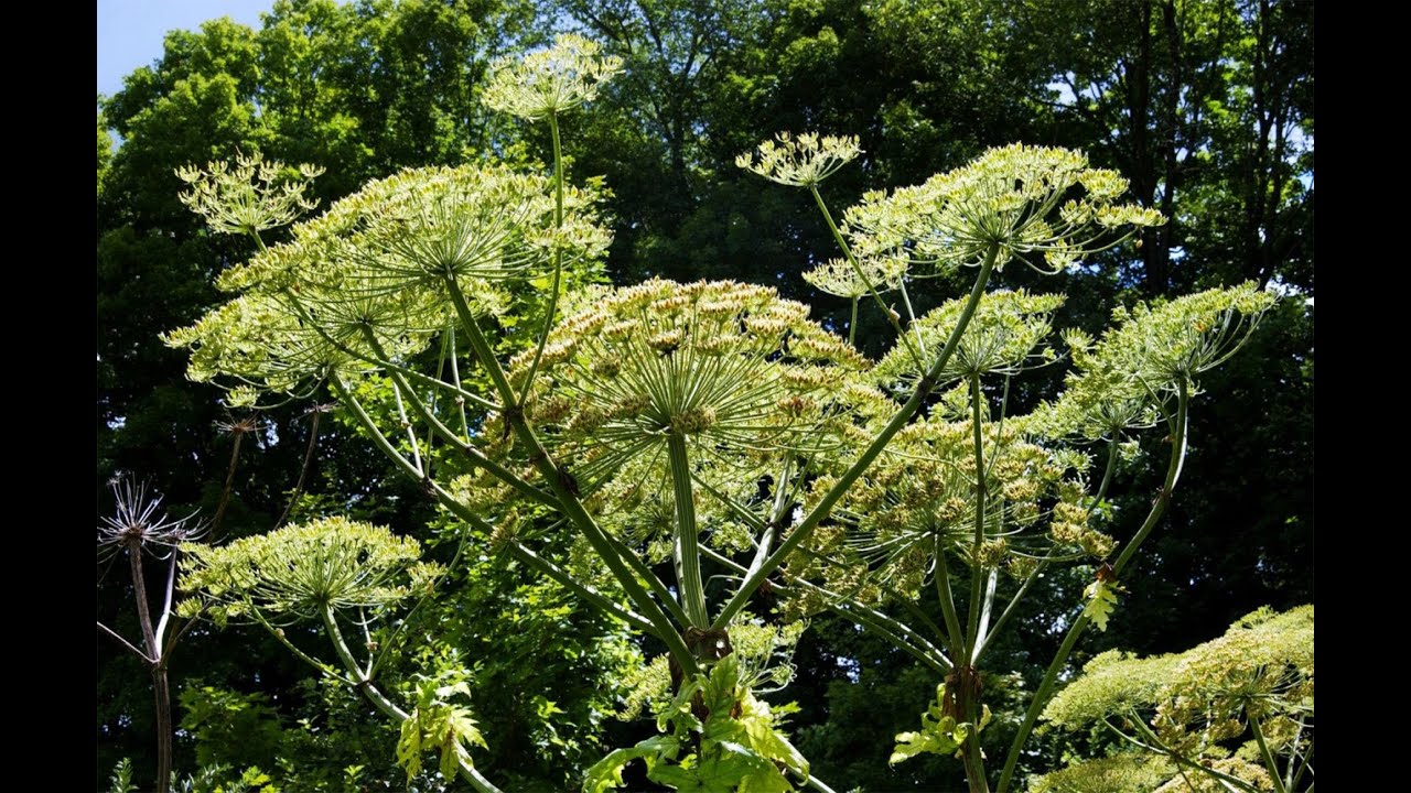 "It�s a dangerous plant" Invasive hogweed has found its