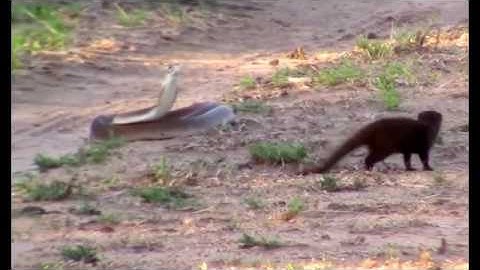 Brave dwarf mongoose takes on deadly black mamba snake while protecting its burrow