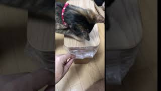 【無印良品】木製ごみ箱・角型のフタを開けやすくしたら、すかさず子猫がやってきた ^^;