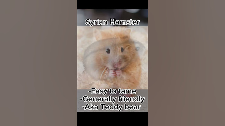 Different Hamster Species & Their Typical Personalities