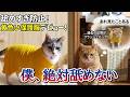 【悲報】ハゲ予防の「黄色い服」を着せられた猫。それを見た先住猫の反応がこちら…