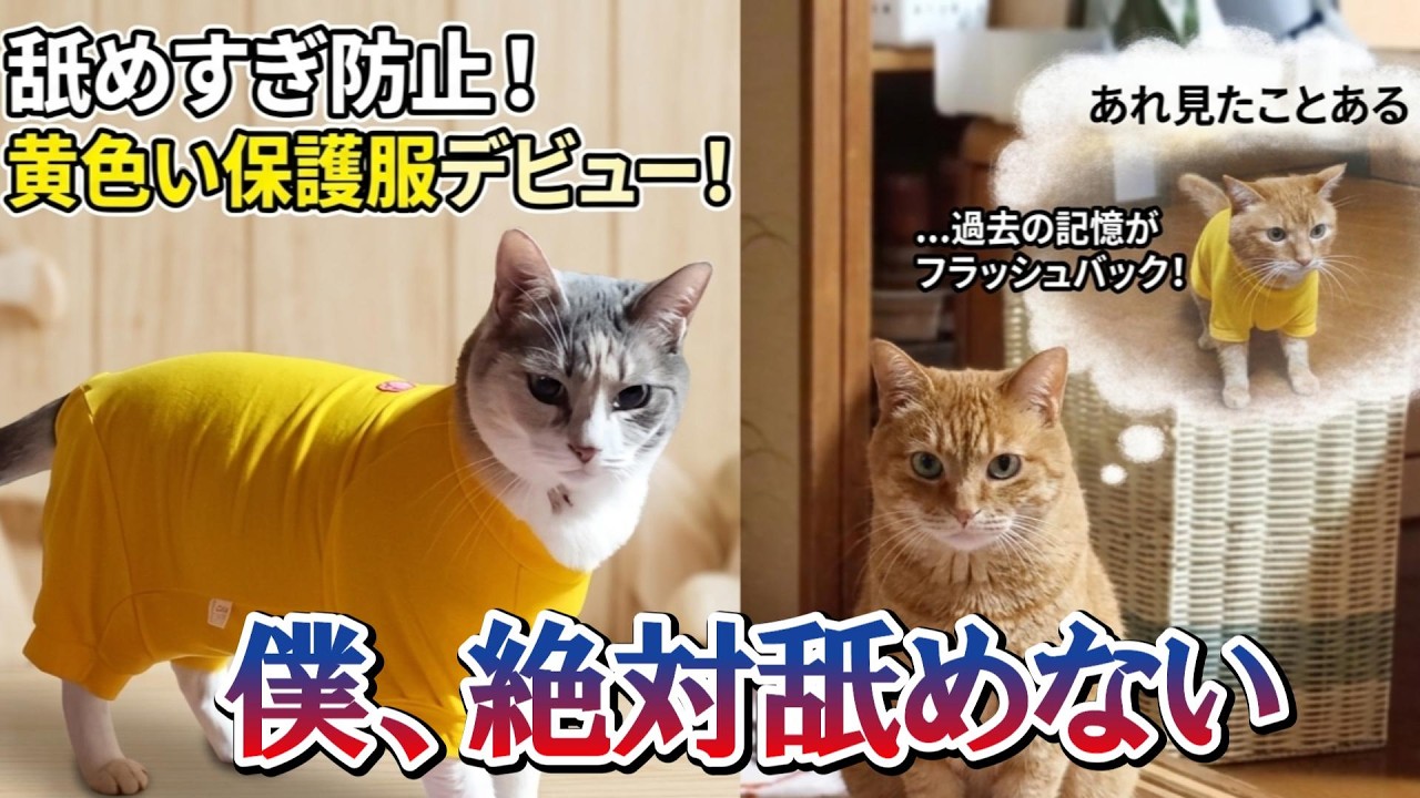 【悲報】ハゲ予防の「黄色い服」を着せられた猫。それを見た先住猫の反応がこちら…