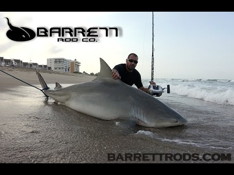 land based shark fishing barrett rods big bull shark on the beach! 