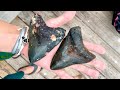 Scuba Diving for Megalodon Shark Teeth in Florida