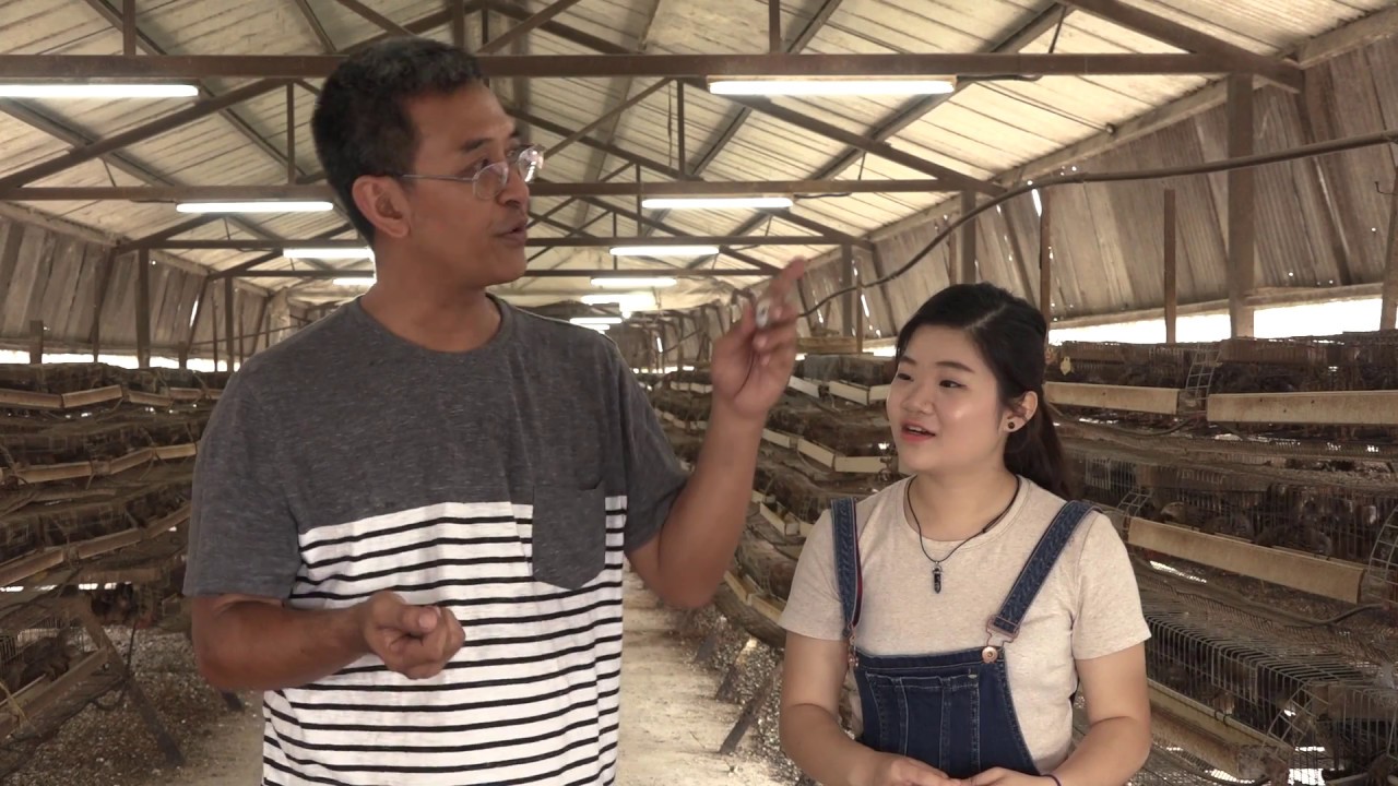 UpClose: A Quail Farm in Singapore 