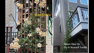 Flowering Vines with ideas for a Trellis #Mandevilla #Ipomea #Clematis #Moonvine