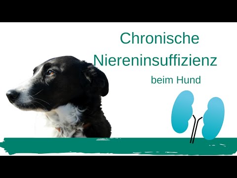 Video: Anämie Aufgrund Einer Chronischen Nierenerkrankung Bei Hunden