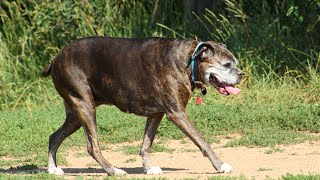 Boxer Dog and Livestock Managing Their Instincts