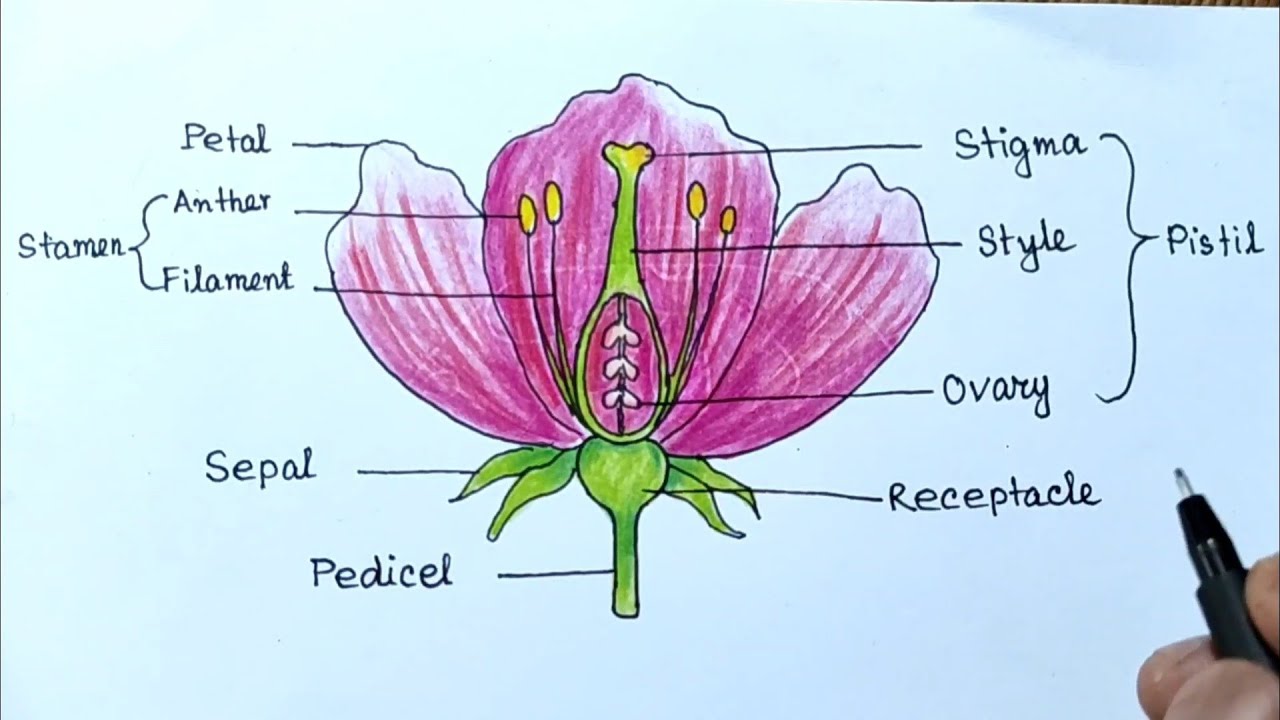 How To Draw Parts Of A Flower Diagram Drawing CBSE YouTube