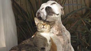 When Cats and Dogs Are The Ultimate Comedy Duo