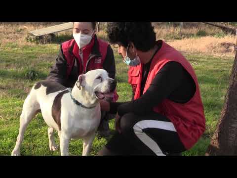 Vídeo: La Guia Definitiva Per A L’adopció Responsable D’animals De Companyia