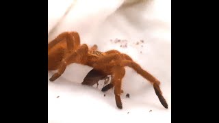 Does OBT venom really KILL insects? Or does it just paralyse them?