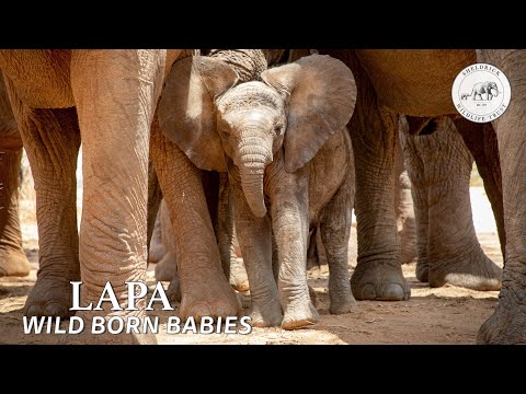 Miracle comes in tiny package with arrival of baby elephant Lapa