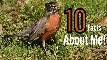 10 Amazing Facts About The American Robin!