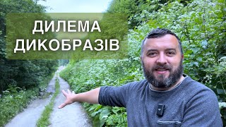 ДИЛЕМА ДИКОБРАЗІВ /1278/ Майтеся файно