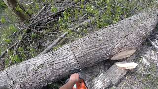 FELLING MAPLES AND TAKING OUT THE LOGS AND BOLTS