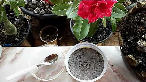 Qual é a função da farinha de osso nas plantas?