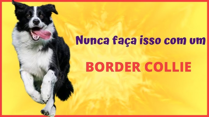 Venha descobrir por que Border Collie solta muito pelo! I Petz