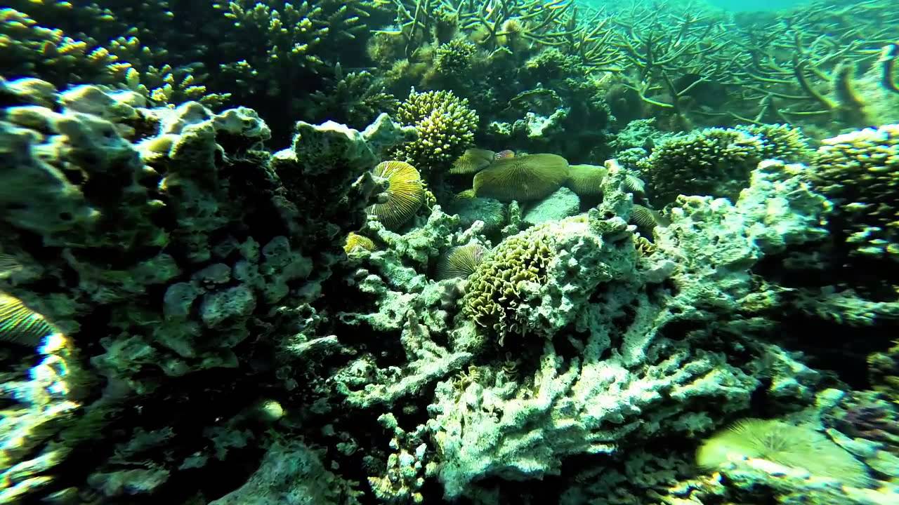 Snorkeling in Blue Bay, Mauritius - YouTube