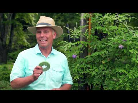 Video: Ondersteuning van waatlemoenplante - Hoe om waatlemoene op traliewerk te kweek