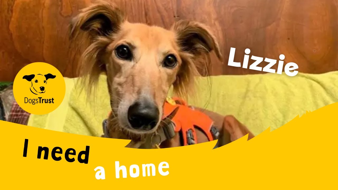 Lizzie Longlegs video