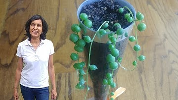 Propagating String of Pearls (with updates)