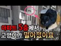 아파트 5층에서 고양이가 떨어졌어요[고양이탐정]How to find a lost cat