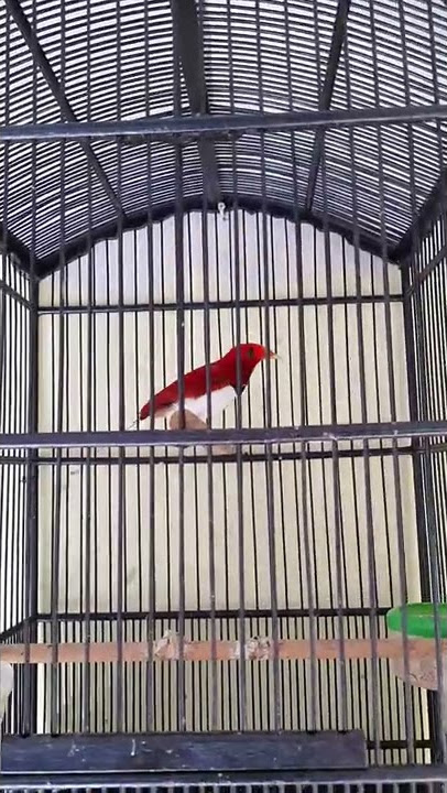 CENDRAWASIH RAJA JANTAN MUDA HUTAN