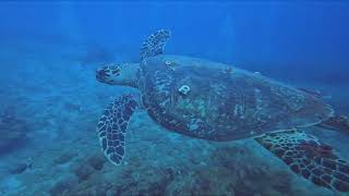 Capt Kirles & Lighthouse  Loggerhead Reefs