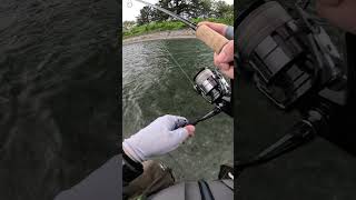 SWAYS 80FS ① #shorts #fishing #トラウト #TIMECO #shimano #계류낚시 #渓流釣り