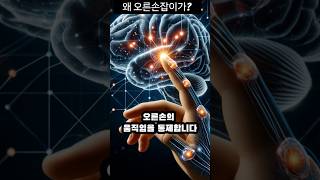 왜 오른손잡이가 많을까? #오른손잡이 #왼손잡이