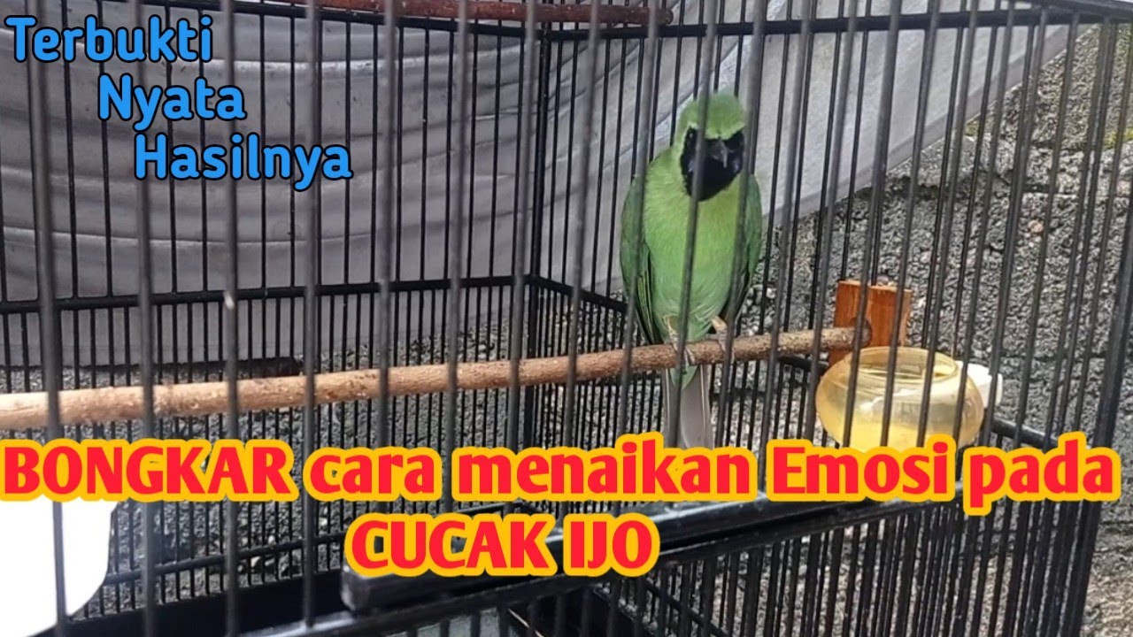 Cara Menaikan EMOSI Pada Cucak Ijo