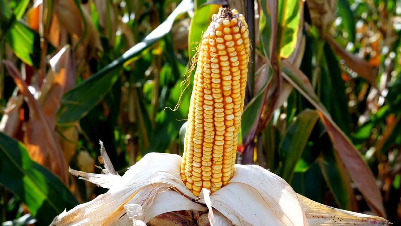 CORTEVA: Ponuda najkvalitetnijih Pioneer hibrida