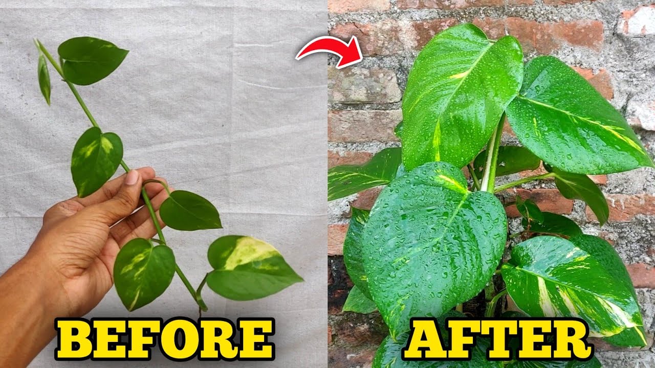 Big Money Plant Growth Hacks (IN HINDI) Money Plant Ki Growth Kaise