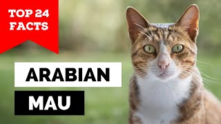 99% of Arabian Mau Owners Don't Know This by Cats Wiz 1,120 views 5 months ago 5 minutes
