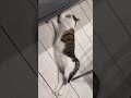 のびーる😙
