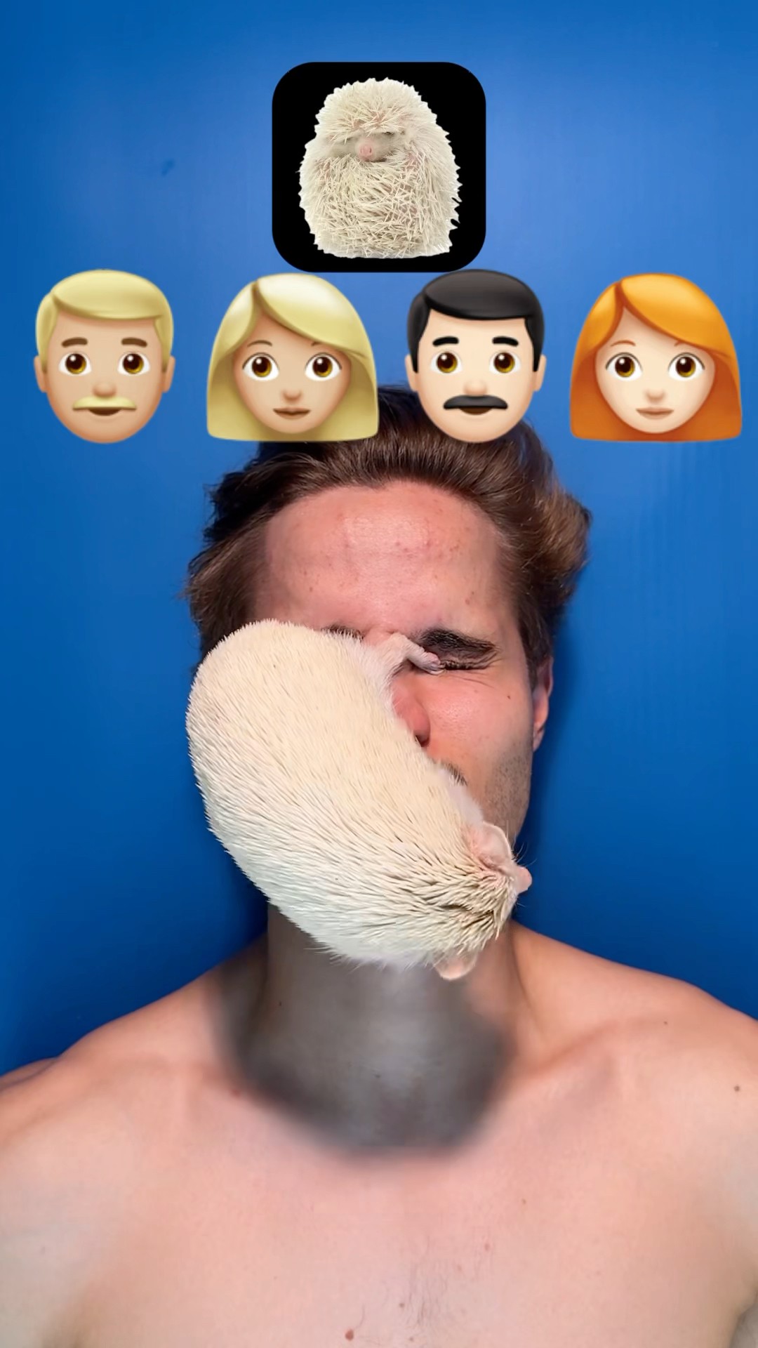 Would You Dare to Put a HEDGEHOG on Your Face?? #shorts
