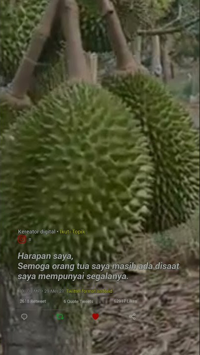 STORY WA TERBARU HARAPAN SAYA BISA MEMBANGAKAN ORANG TUA DENGAN CARA MENANAM {DURIAN}||MUSANGKING||