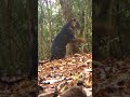Rare Footage Of A Black Tiger Animals