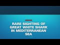 First Great White Shark caught on video in the Mediterranean