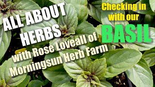 5 BONUS Checking in with Basil   Morningsun Herb Farm's 8video series 'ALL ABOUT HERBS'