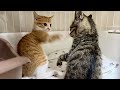 新しいお友達と意気投合?!にゃんプロが止まらない子猫【ひまわり&屋台兄弟日記】New friends! Unstoppable kitten wrestling