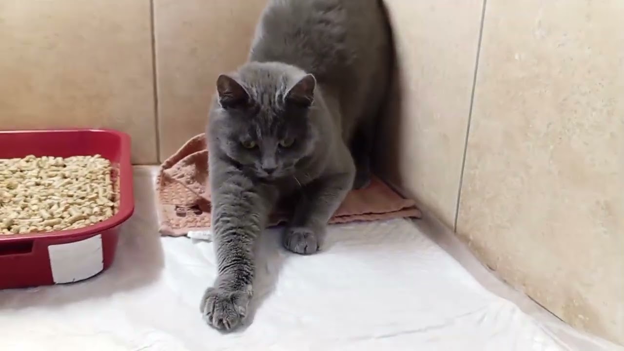 Одесса нужен дом 