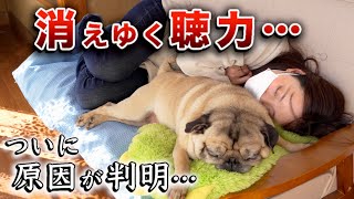 【聞こえなくなっても】愛犬がやめない事/時の流れは残酷なのか/畑再開/PUG LIFE