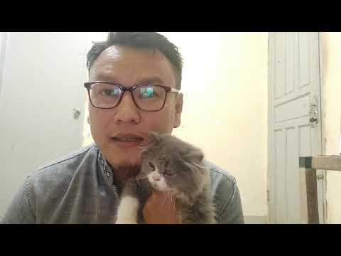 Video: Makanan Mentah Dan Makanan Vegetarian Boleh Berbahaya Bagi Kucing Dan Anjing