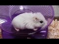 フライングソーサー798円 横置き回し車 ロボロフスキーハムスター Roborovski hamster