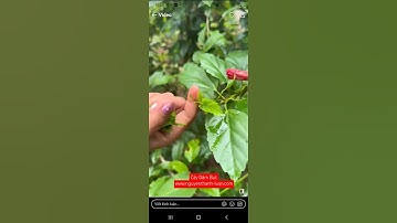 Vị thuốc thiên nhiên: Tác dụng của cây Dâm Bụt