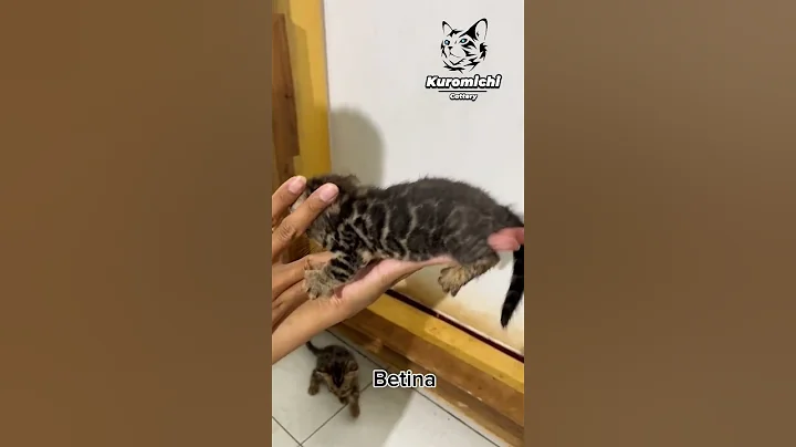 Video 7428941: bengal cat kitten, brown bengal kitten, black bengal kitten