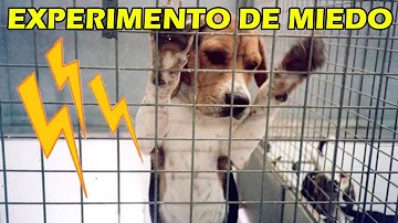 ¿Qué es la fase de miedo del cachorro?